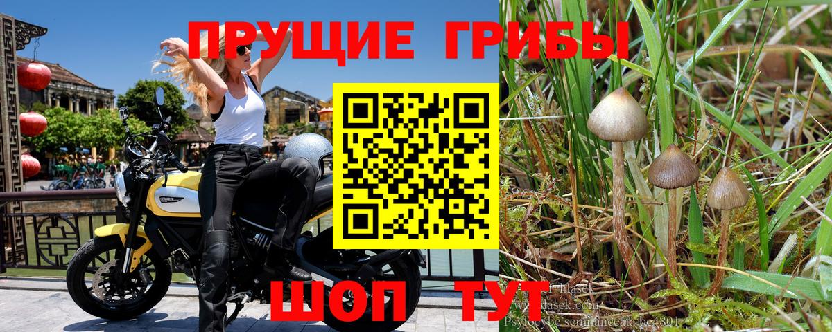 Санкт-Петербург  Галлюциногенные грибы Magic Shrooms  Вход с VPN 